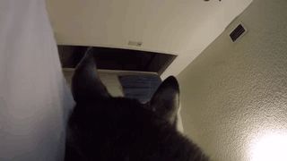 主人給二哈身上配了一個Gopro，才發現它的一天是這樣度過的…… 寵物 第9張