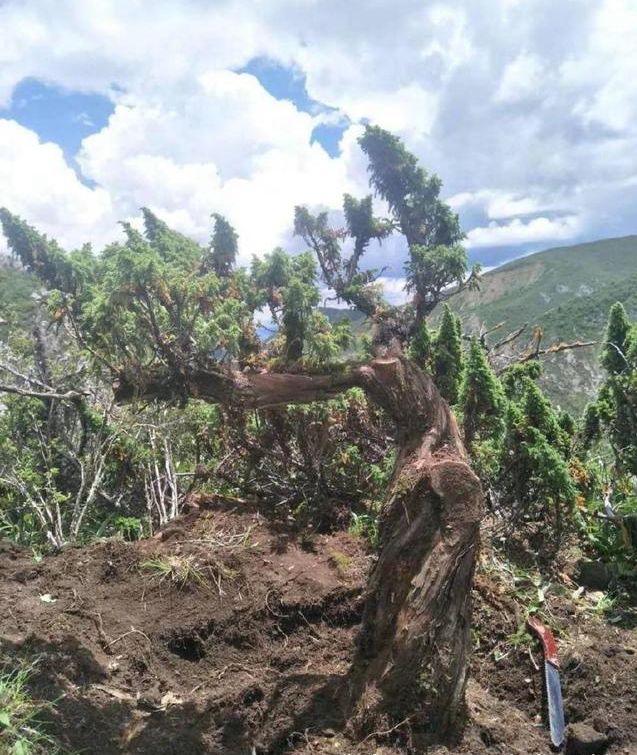 堂弟挖回几棵柏类植物做盆景 二大爷 送我都不要 盆景花艺 微信公众号文章阅读 Wemp