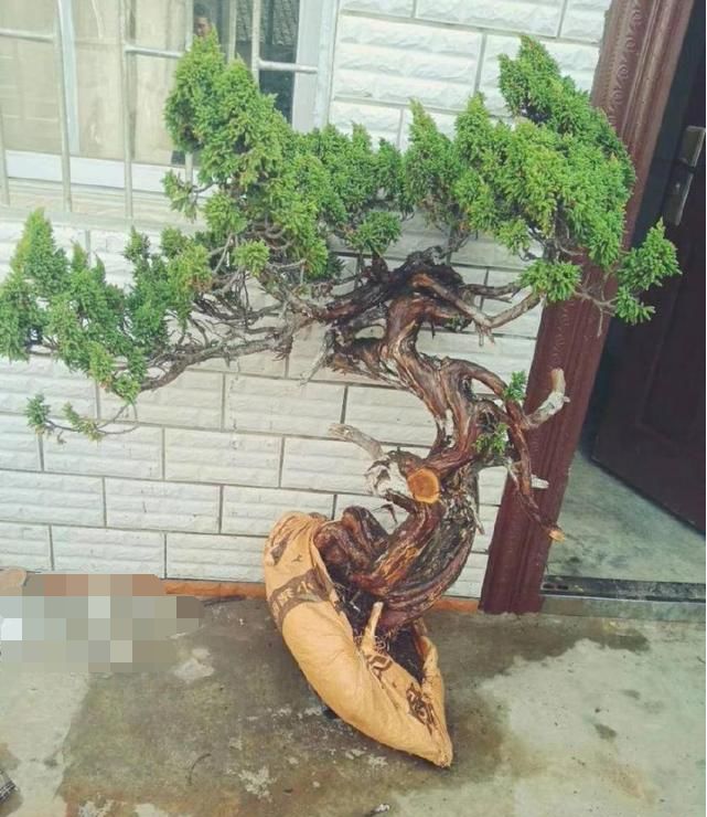 堂弟挖回几棵柏类植物做盆景 二大爷 送我都不要 盆景花艺 微信公众号文章阅读 Wemp