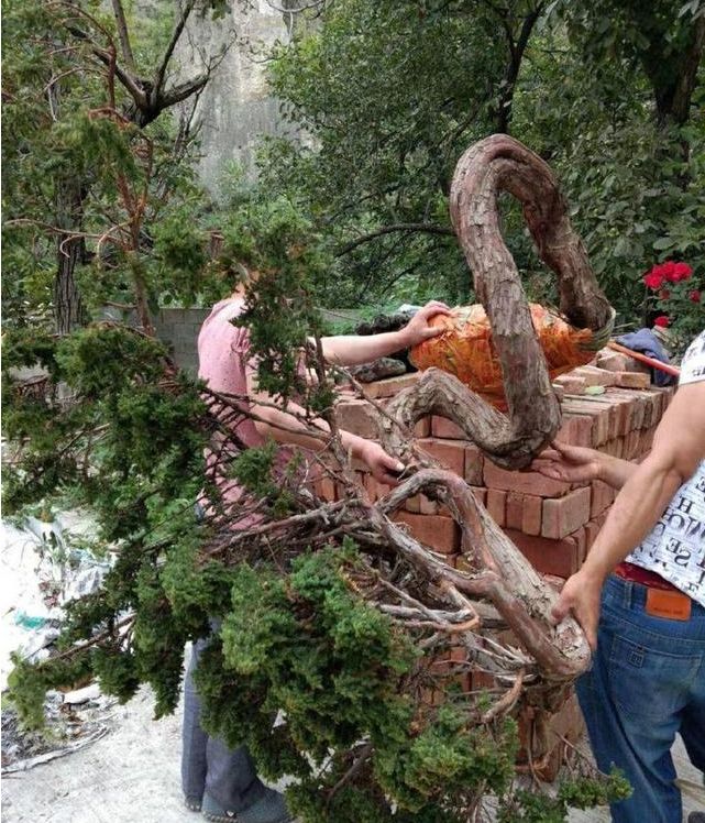 堂弟挖回几棵柏类植物做盆景 二大爷 送我都不要 盆景花艺 微信公众号文章阅读 Wemp