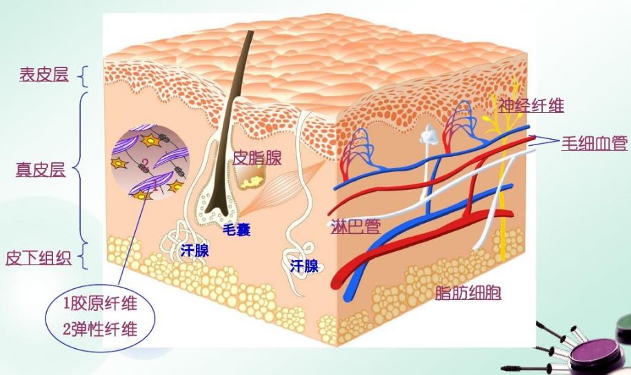 壳聚糖生物敷料治什么伤口愈合“神器”—壳聚糖功能性敷料_https://www.jmylbn.com_新闻资讯_第1张