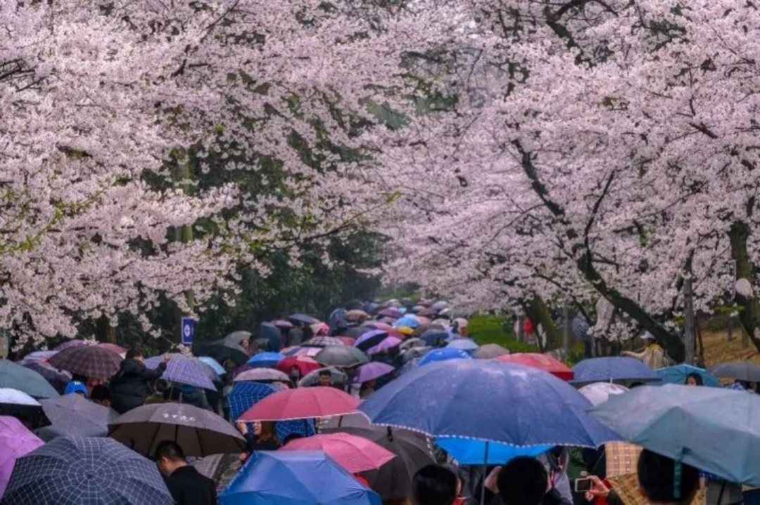 武汉大学学费一年多少钱一1_武大学费_武大学费2020