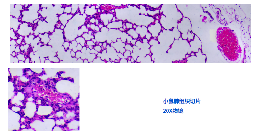 LAB-MI数字扫描显微成像系统，解锁全场景智能切片分析