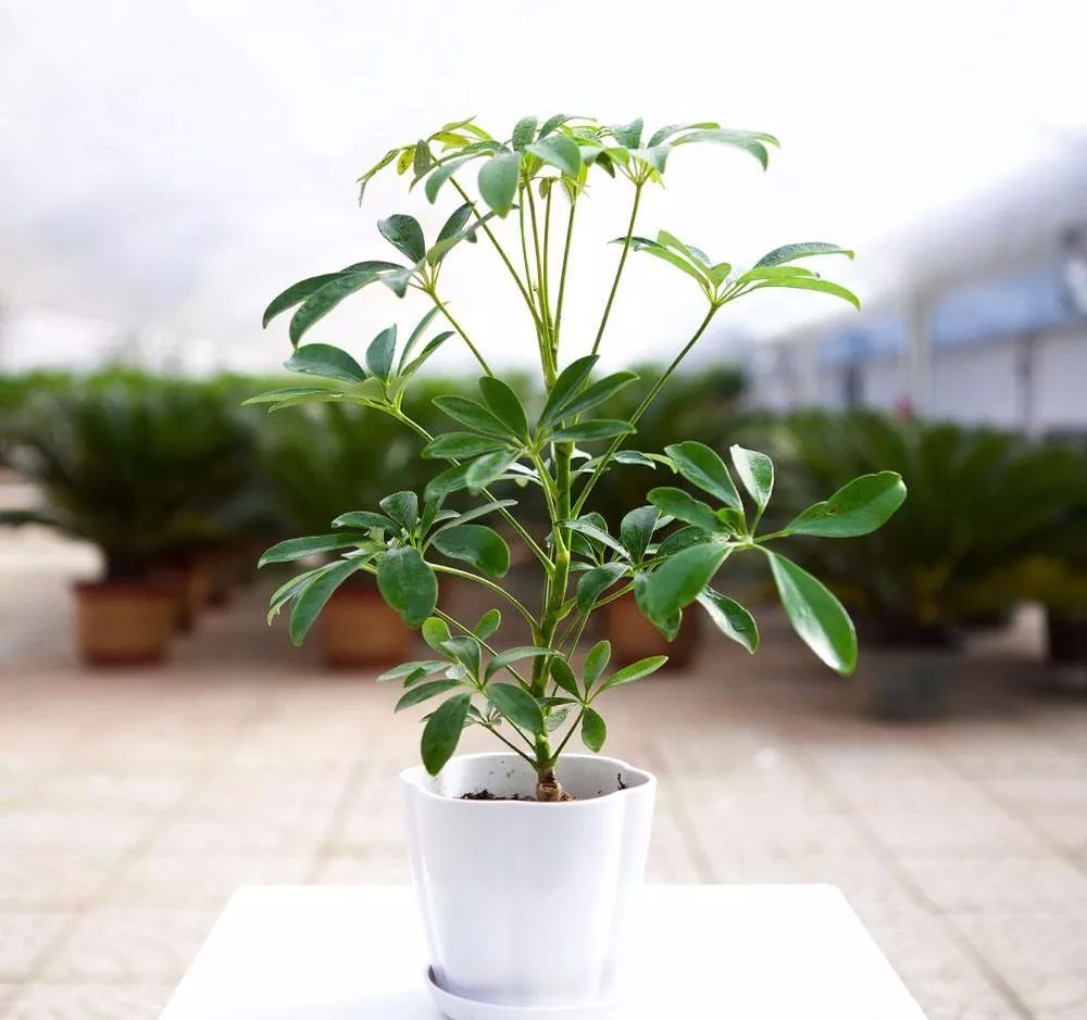 这些吸二手烟的花卉，家里有抽烟者必备！