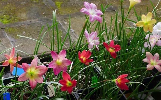 个状态决定植物生死 养花必知 每天跟我学养花 微信公众号文章阅读 Wemp