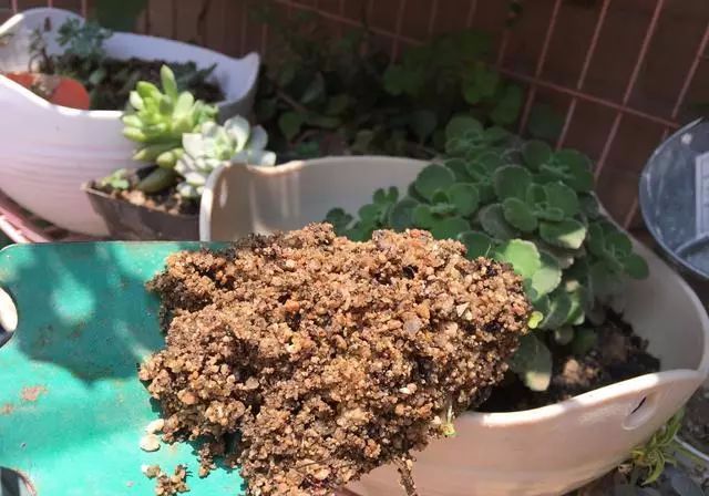 种花的土里加点这个 土不板结 不生虫 花草枝肥叶壮 太好用了 养花之家 微信公众号文章