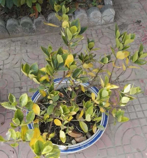 为啥我养的绿植，叶子老是发黄？