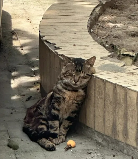 没见过顿感这么绝的小猫