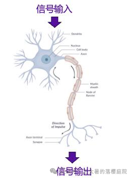 #107 CT重建的3D深度学习技术——深度学习图像重建算法分类