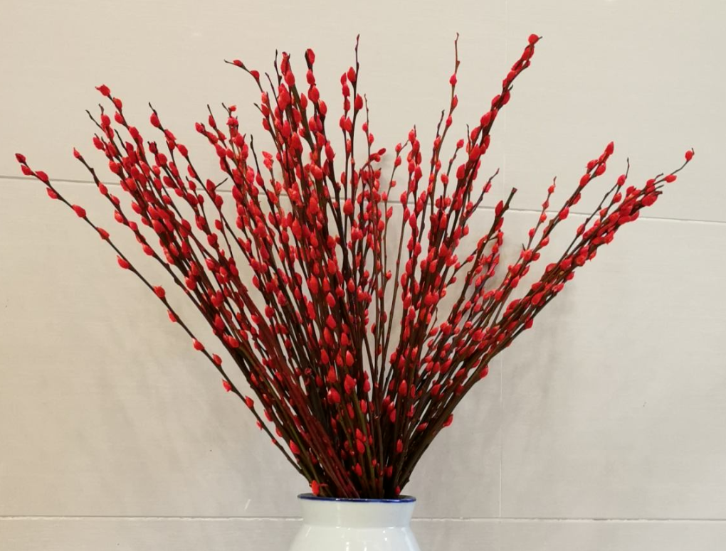 家有银柳 越过越有 寓意银两到家 当之无愧的旺财花 热点讯息网