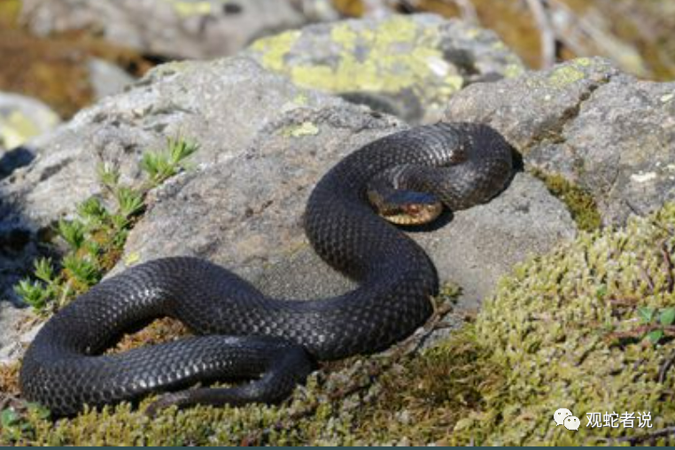 蝰科的蛇类都有哪些？蝰科蛇类图片大全