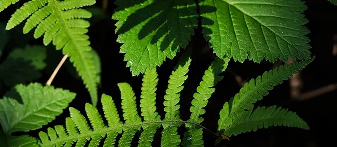 野菜中的 青霉素 被发现 清肺化痰 消炎抑菌 提高免疫力 远离肺炎 全网搜