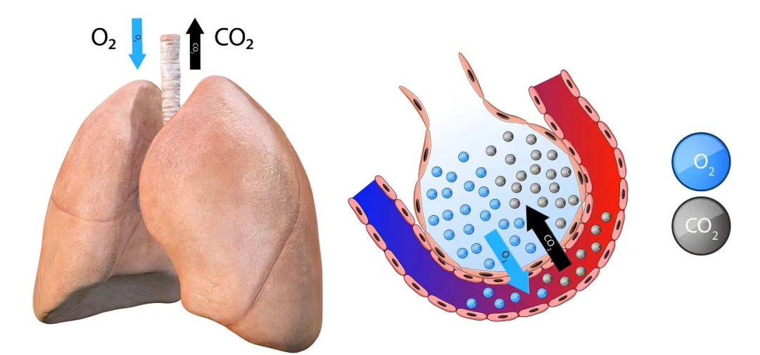 氧饱仪怎么用健康港湾｜“氧”生之道知多少？您必须知道的居家氧疗小常识_https://www.jmylbn.com_新闻资讯_第10张