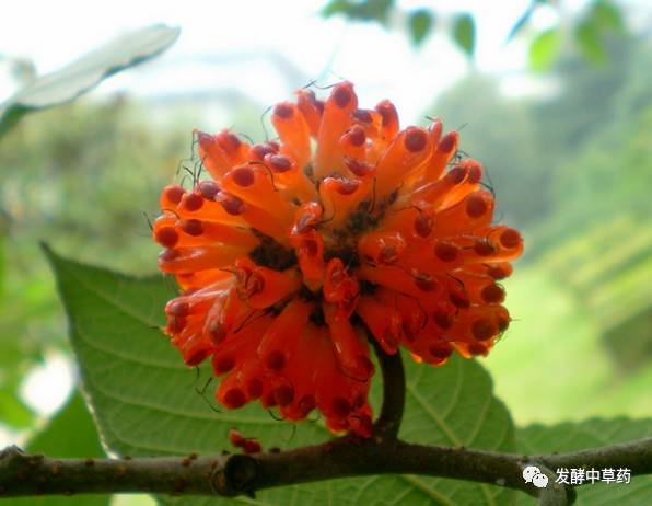 农村这种树,叶子喂猪长得快,种子号称男人的福音