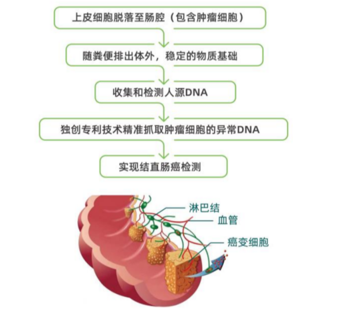 电子直肠镜怎么做【精准医学】肠癌筛查怕做肠镜？粪便基因检测了解一下！_https://www.jmylbn.com_新闻资讯_第7张