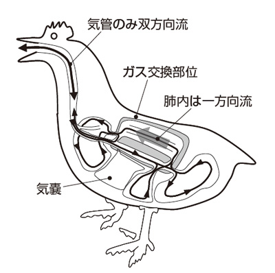 案例分析 | 从工程学角度预测血管和气管的流量并研究生物的图7