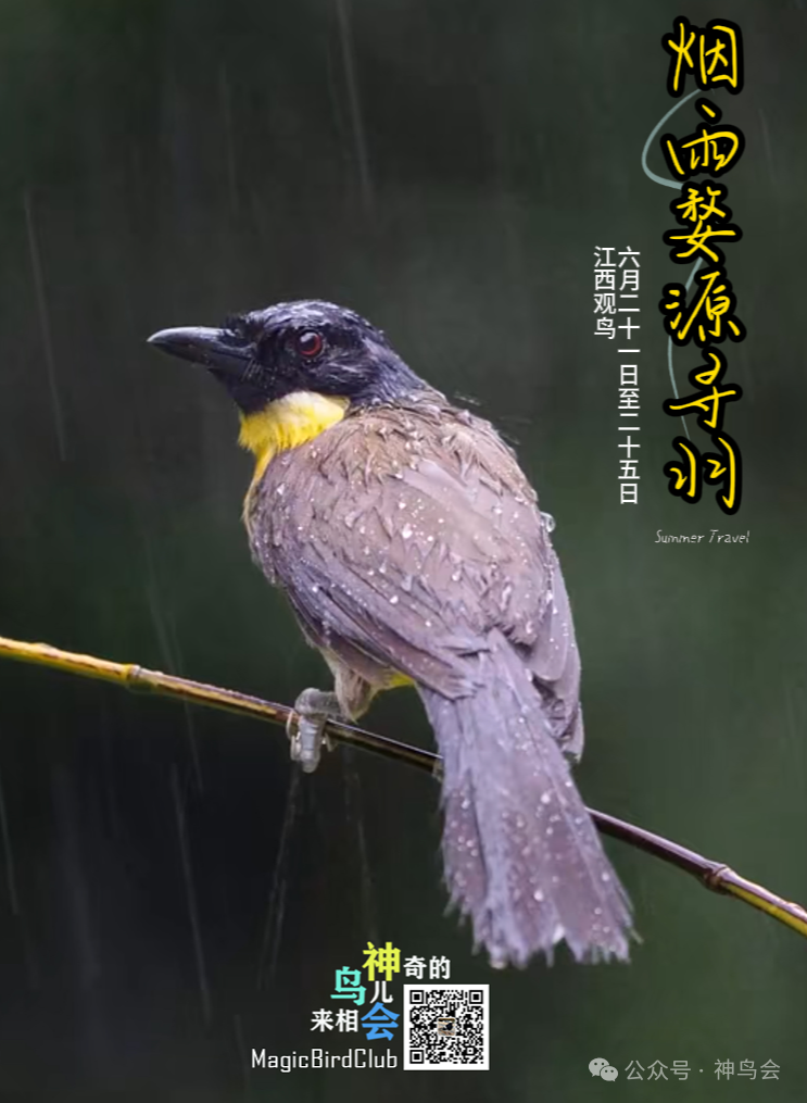 会员精选作品：烟雨婺源寻羽