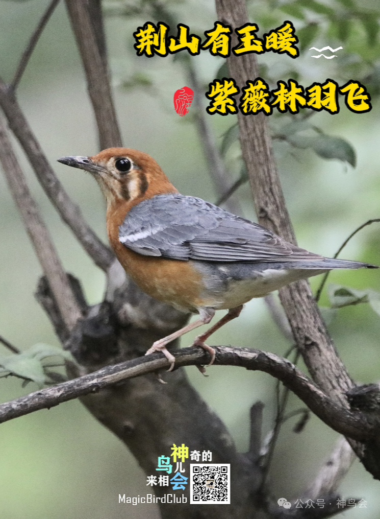 荆山有玉暖，紫薇林羽飞