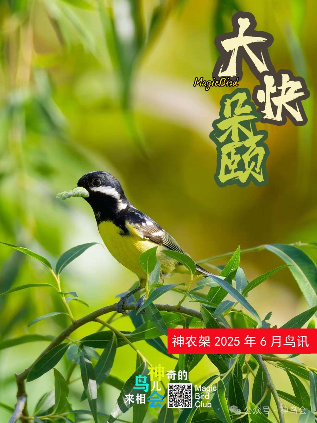 大快朵颐：神农架2025年6月鸟讯