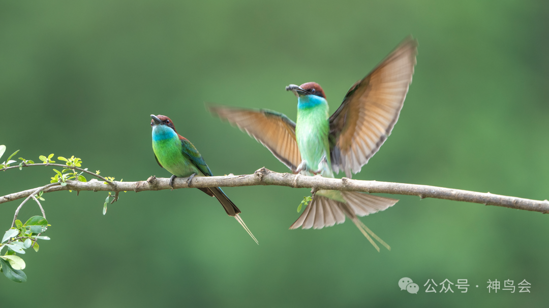 红安七里坪：镜头里的生态与生机