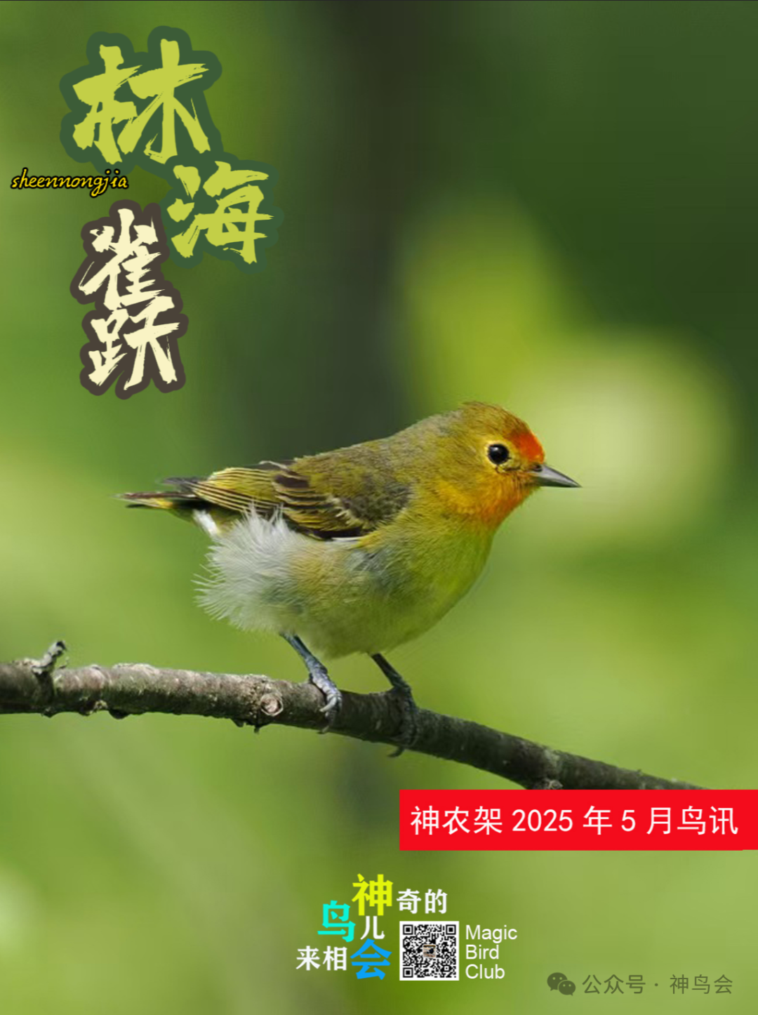 林海雀跃：神农架2025年5月鸟讯