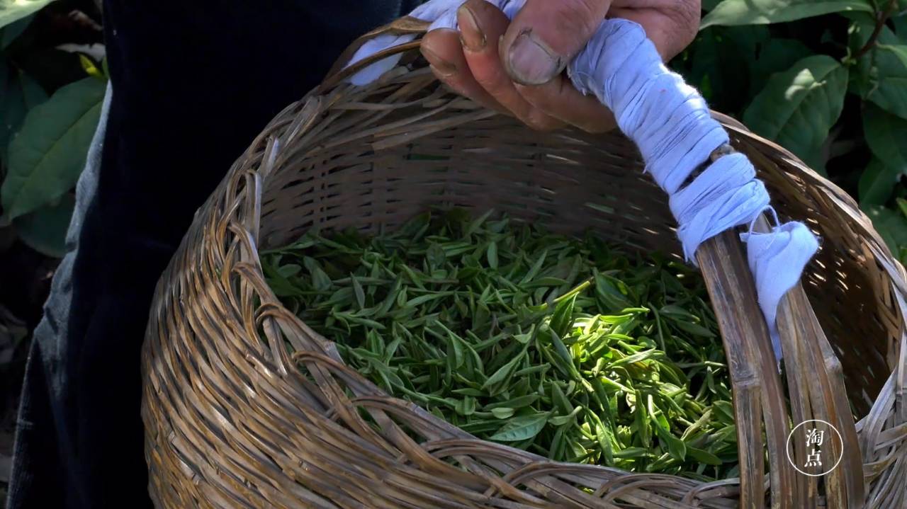 绿茶之王信阳毛尖原来是这样做的老茶农手工做茶三十年只做最好毛尖茶