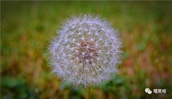 “天然消炎药”，清热解毒治感冒，春季要多吃