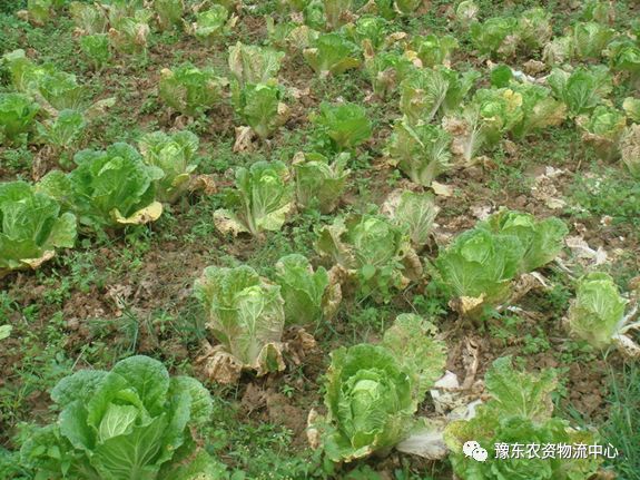 菌根真菌是内生真菌吗_菌根真菌是什么_根瘤菌是细菌还是真菌