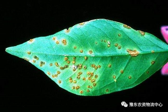 菌根真菌是什么_菌根真菌是内生真菌吗_根瘤菌是细菌还是真菌