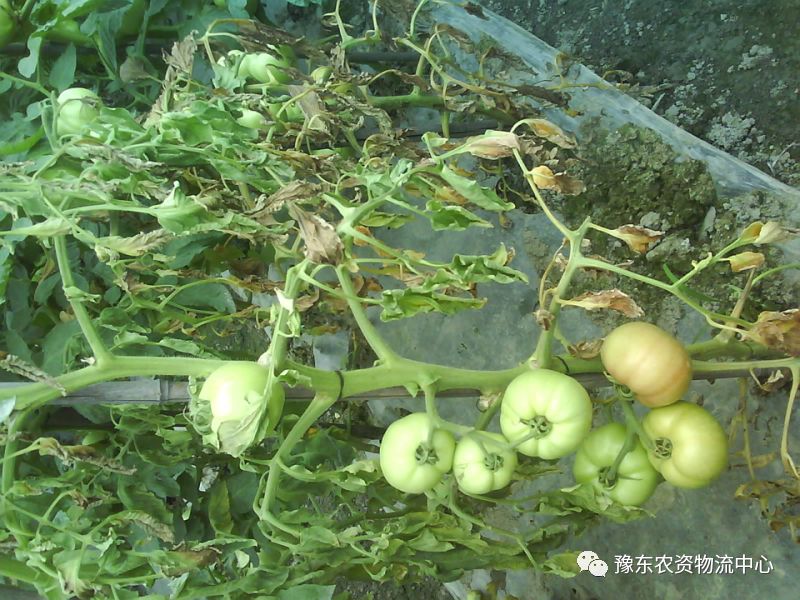 根瘤菌是细菌还是真菌_菌根真菌是内生真菌吗_菌根真菌是什么