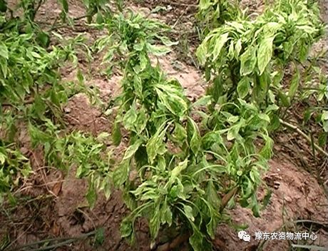 根瘤菌是细菌还是真菌_菌根真菌是内生真菌吗_菌根真菌是什么