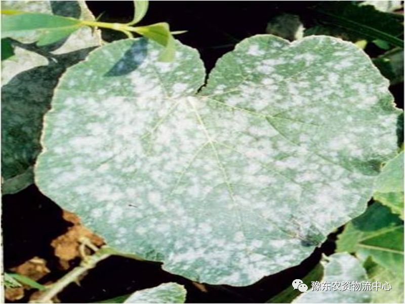 根瘤菌是细菌还是真菌 三分钟学会作物真菌、细菌、病毒、根瘤菌病害鉴定识别！