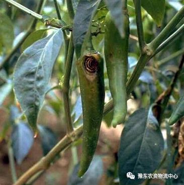 根瘤菌是细菌还是真菌_菌根真菌是什么_菌根真菌是内生真菌吗