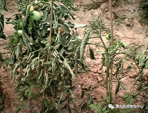 菌根真菌是内生真菌吗_菌根真菌是什么_根瘤菌是细菌还是真菌