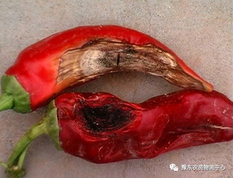 菌根真菌是什么_根瘤菌是细菌还是真菌_菌根真菌是内生真菌吗