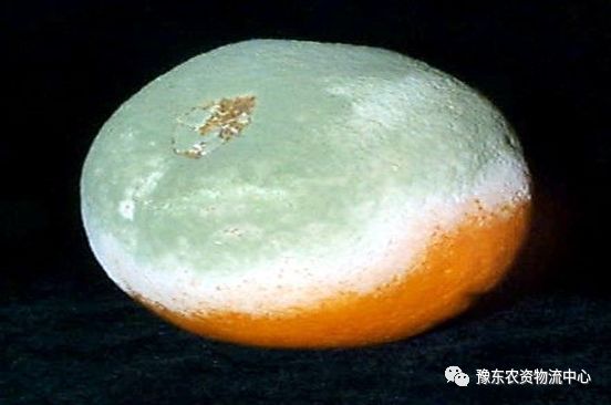 菌根真菌是内生真菌吗_根瘤菌是细菌还是真菌_菌根真菌是什么