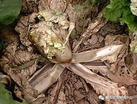 菌根真菌是什么_根瘤菌是细菌还是真菌_菌根真菌是内生真菌吗