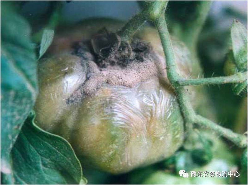 根瘤菌是细菌还是真菌_菌根真菌是内生真菌吗_菌根真菌是什么