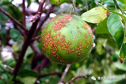 菌根真菌是内生真菌吗_菌根真菌是什么_根瘤菌是细菌还是真菌
