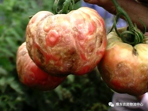 菌根真菌是什么_菌根真菌是内生真菌吗_根瘤菌是细菌还是真菌