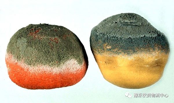 菌根真菌是内生真菌吗_菌根真菌是什么_根瘤菌是细菌还是真菌