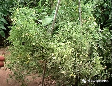 菌根真菌是内生真菌吗_菌根真菌是什么_根瘤菌是细菌还是真菌