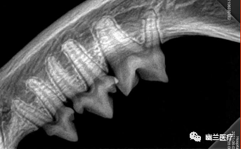 口腔 DR机器怎么用幽兰 ｜ 宠物医院该如何选择动物牙科DR设备？_https://www.jmylbn.com_新闻资讯_第21张