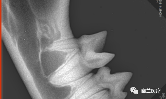 口腔 DR机器怎么用幽兰 ｜ 宠物医院该如何选择动物牙科DR设备？_https://www.jmylbn.com_新闻资讯_第20张