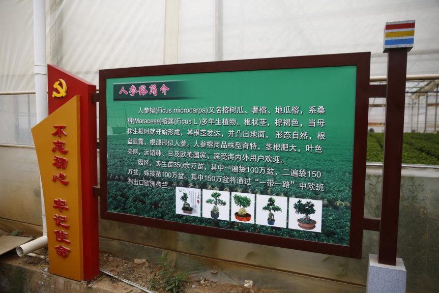 人参盆景养榕树可以吗_人参榕树盆景怎么养_盆景人参榕树怎么养