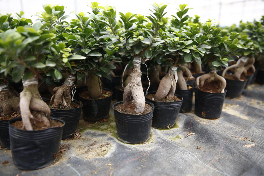 人参榕树盆景怎么养_人参盆景养榕树可以吗_盆景人参榕树怎么养