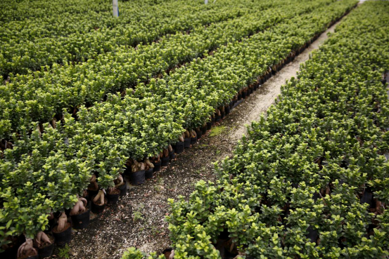 人参盆景养榕树可以吗_人参榕树盆景怎么养_盆景人参榕树怎么养