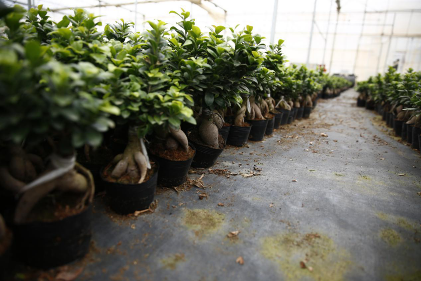 人参盆景养榕树可以吗_盆景人参榕树怎么养_人参榕树盆景怎么养