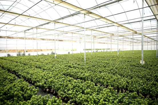 人参盆景养榕树可以吗_人参榕树盆景怎么养_盆景人参榕树怎么养