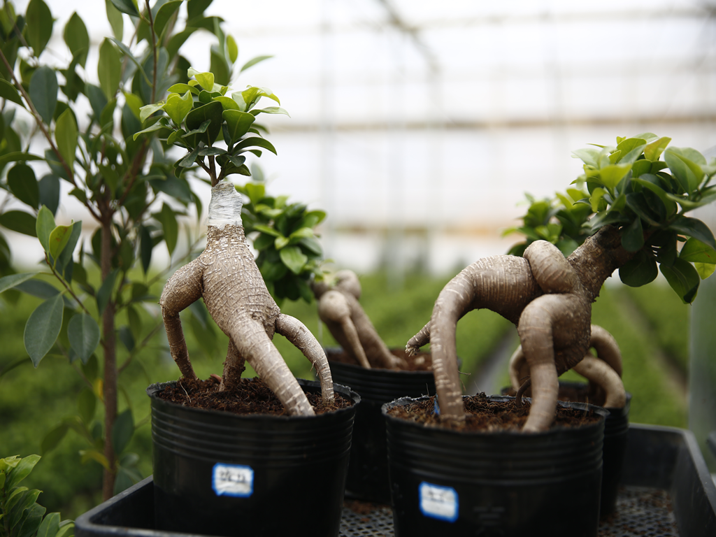 人参榕树盆景怎么养 “中国根”人参榕通过“一带一路”中欧班列出口欧洲荷兰